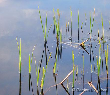 River Grass_00220.jpg - Photographed along the Rideau Canal Waterway at Kilmarnock, Ontario, Canada.